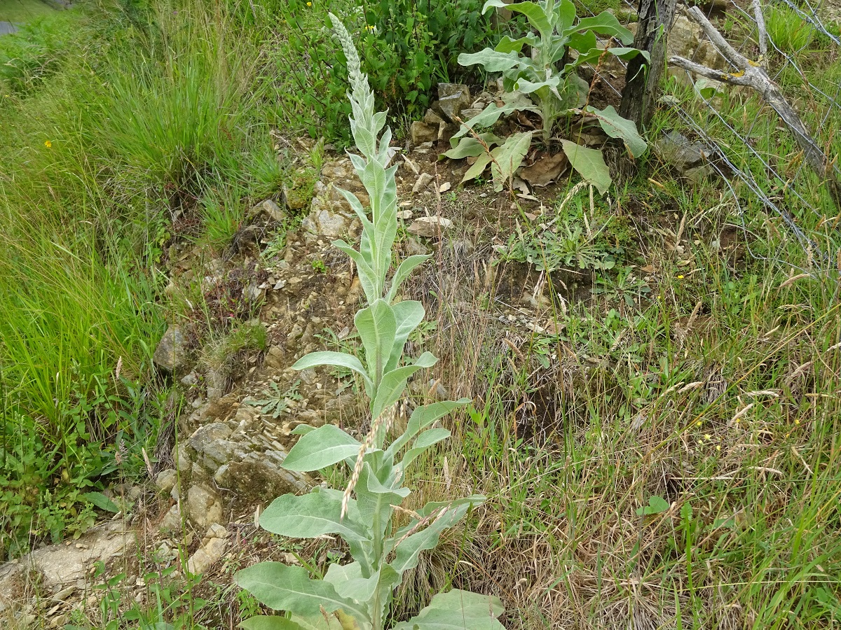 Verbascum phlomoides (Scrophulariaceae)